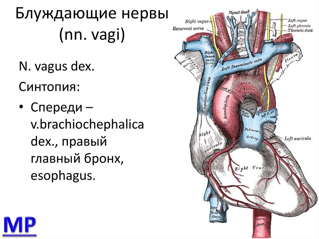 Правый блуждающий нерв. Анатомия блуждающего нерва. Левый блуждающий нерв. Топографическая анатомия блуждающего нерва. Ход блуждающего нерва.