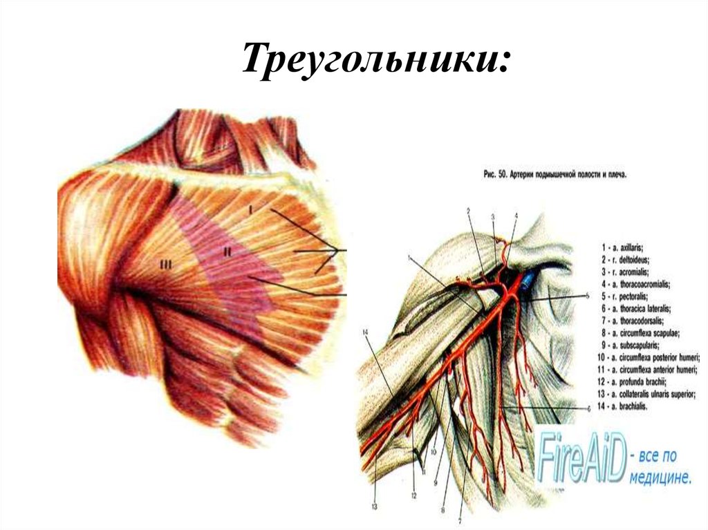 Лопатка топографическая анатомия