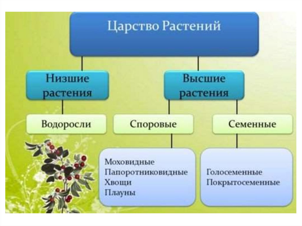 Основные группы царства растений