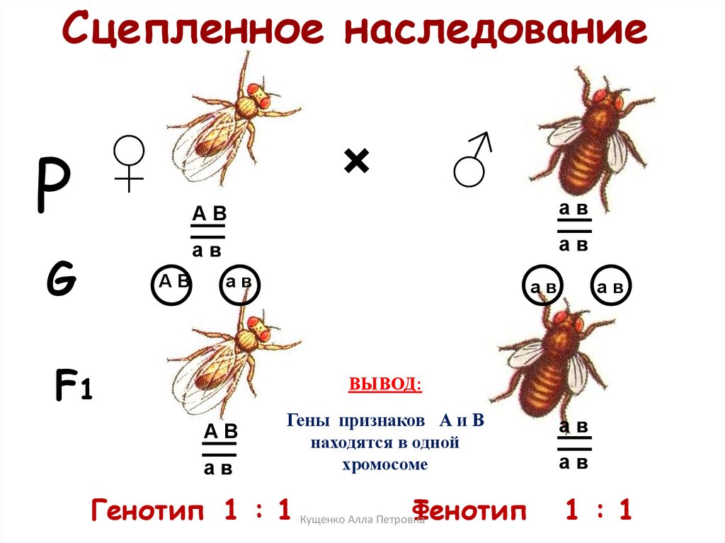 Дрозофила геном. Сцепленное наследование у дрозофилы. Схема неполного сцепленного наследования. Сцепленное наследование Морган дрозофила. Как понять когда сцепленное наследование.