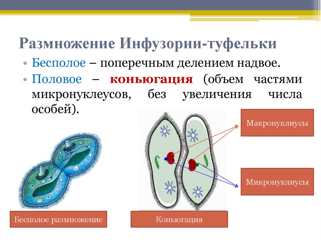 Какую функцию в теле инфузории туфельки выполняют органоиды обозначенные на рисунке вопросительным