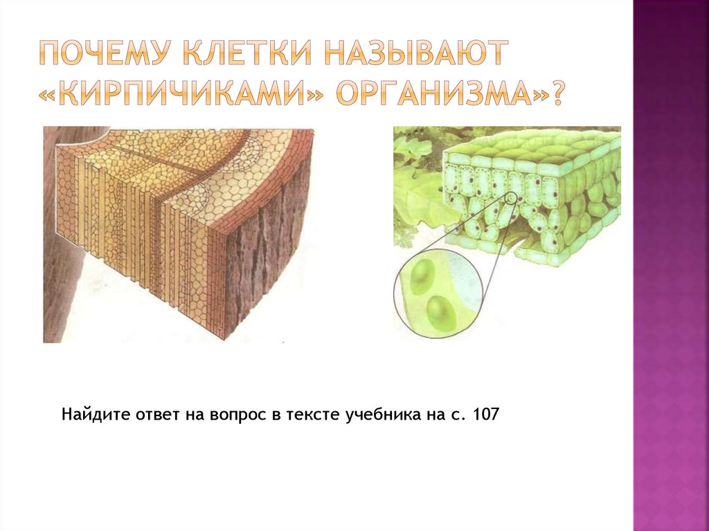 Почему клетку назвали клеткой. Почему клетки назвали кирпичиками организма. Клетки кирпичики. Кирпичики в биологии. Кирпичики жизни.