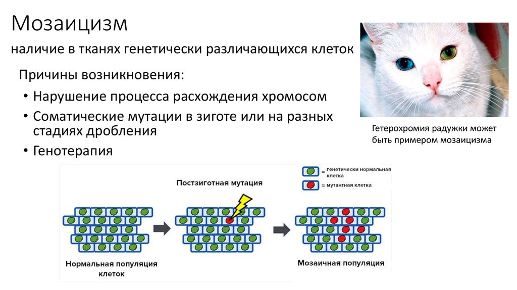 В каких клетках происходит мутации