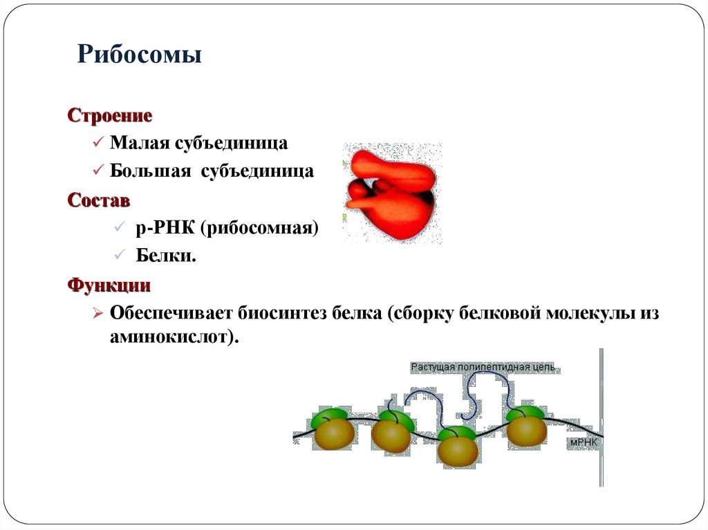 Строение и функции рибосом. Рибосомы строение и функции. Рибосомы строение и функции кратко. Рибосомы структура строение и функции. Строение органоида рибосомы.