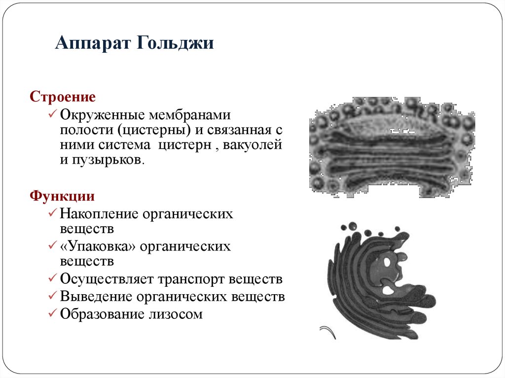 Мембрана комплекса гольджи. Комплекс Гольджи состав строение и функции. Комплекс Гольджи функции и строение в клетке. Аппарат Гольджи клетки строение и функции. Структура клетки комплекс Гольджи.