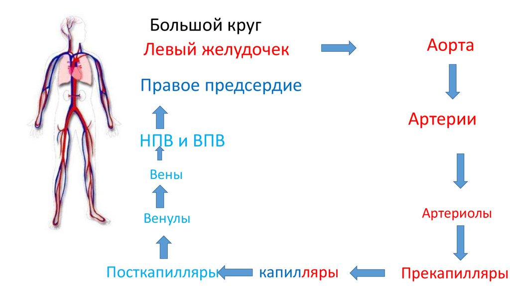 Артерии бкк схема