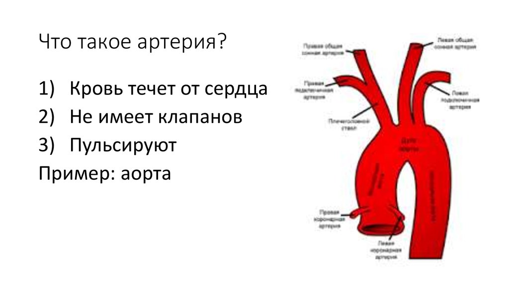 В жилах течет кровь. Дуга аорты сердца. Строение сердца аорта. Крупные сосуды аорты. Артерии аорты анатомия сердца.