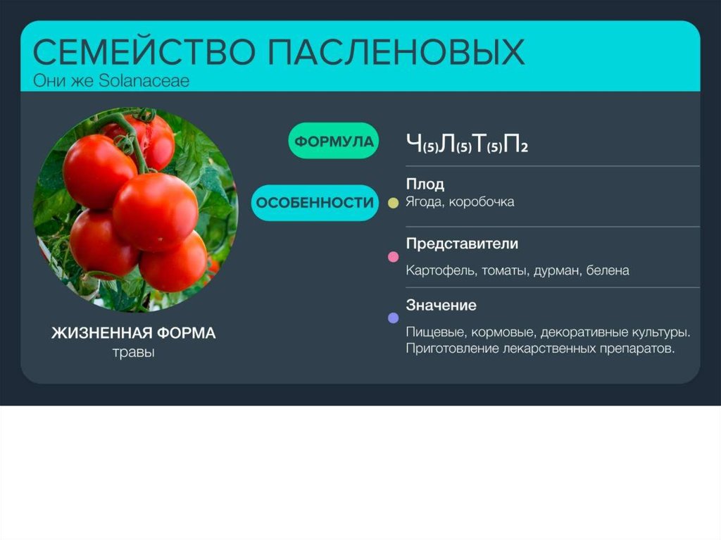 Плод пасленовых картофеля и томата называют. Плод ягода или коробочка. Томат Пасленовые. Жизненные формы пасленовых. Семейство Пасленовые жизненные формы.