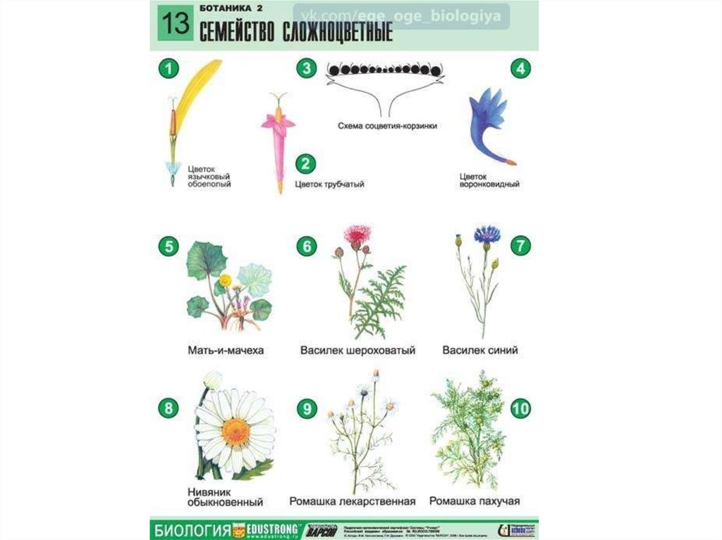 Строение цветка соцветия. Схема семейства сложноцветных растений. Строение соцветия сложноцветных схема. Семейство Астровые формула цветка. Семейство Астровые схема цветка.