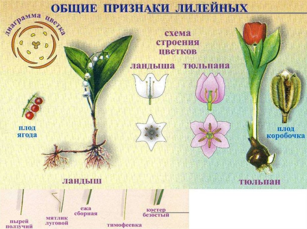 Характерные цветы для покрытосеменных. Признаки характерные для семейства Лилейные. Общие признаки растений семейства лилейных. Строение цветка Однодольные семейство Лилейные. Семейство Лилейные строение тюльпана.