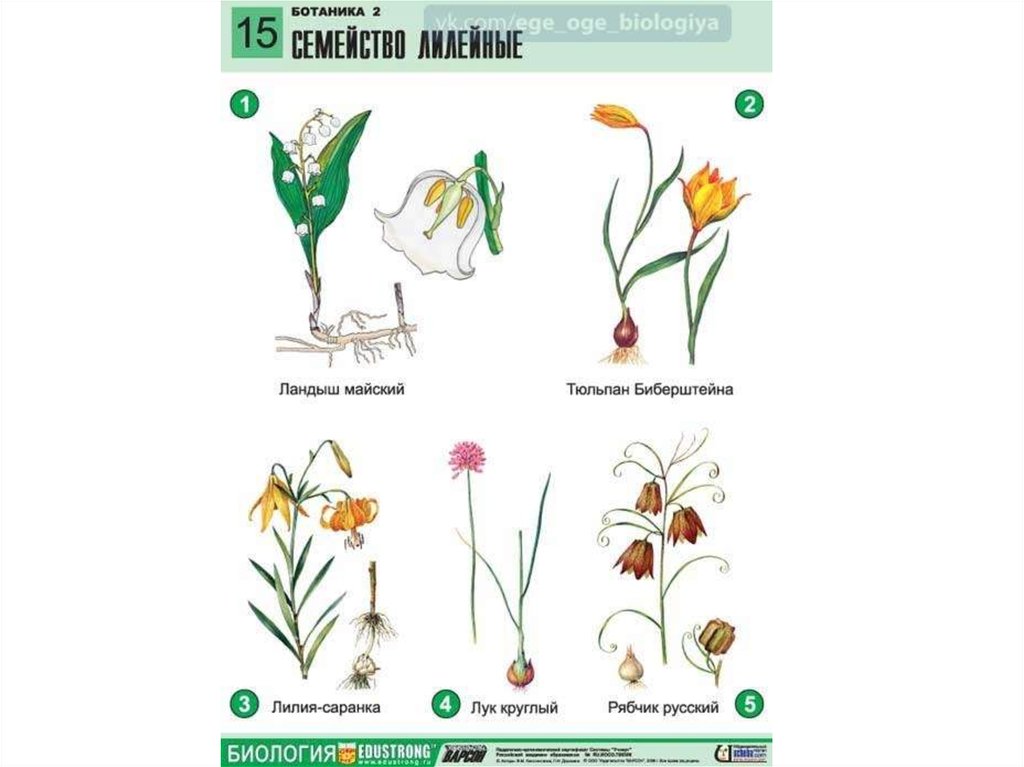 Тюльпан покрытосеменное. Семейство Лилейные тюльпан Лесной. Формула цветка ландыша 6 класс биология. Схема цветка лилейных растений. Строение цветка ландыша майского формула.
