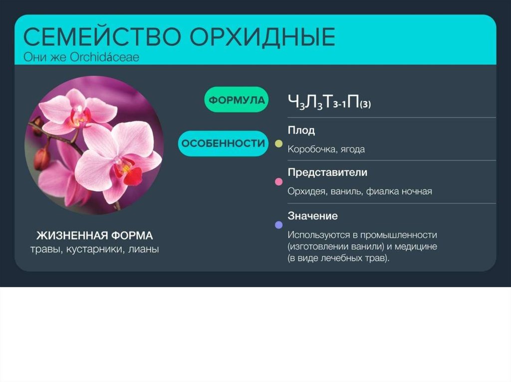 Ботаника егэ презентация