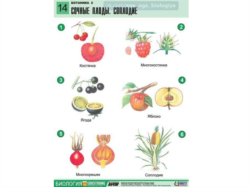 Биология плоды 7. Сочные плоды. Сочные плоды ягода. Срочные плоды растений. Растения сочных плодов.
