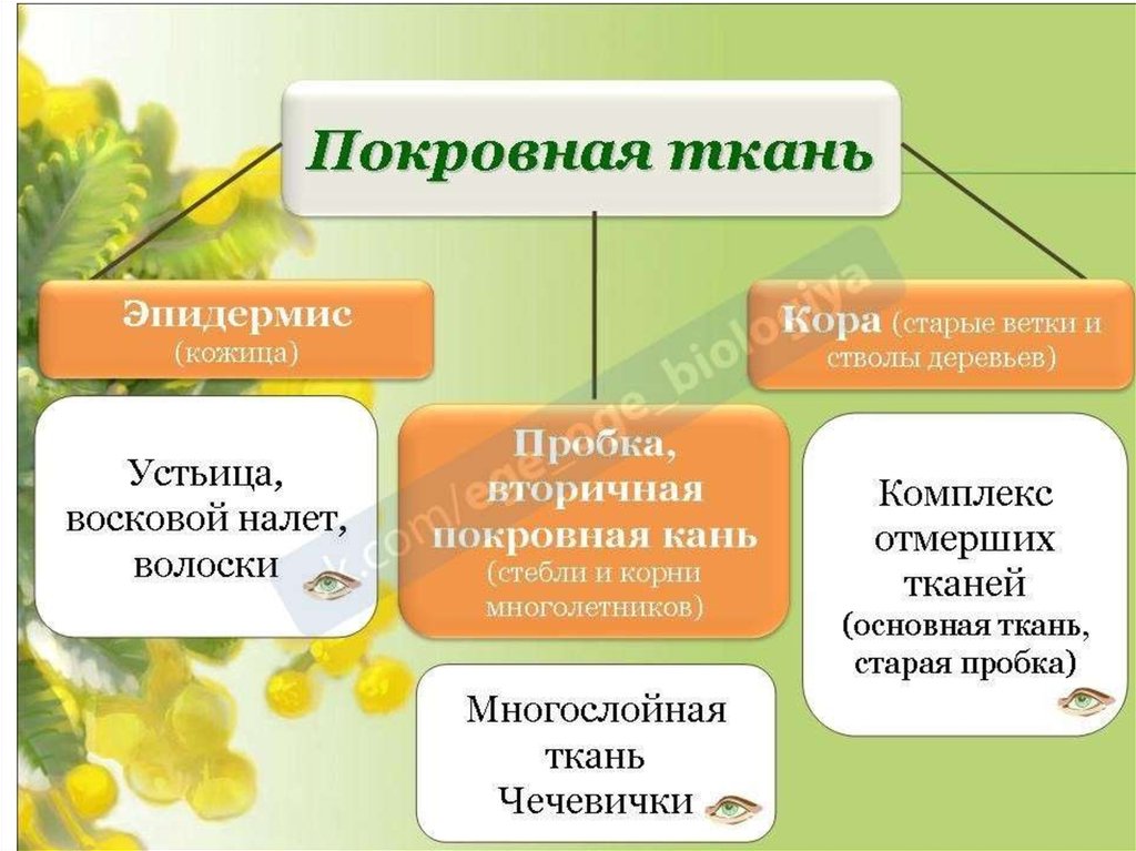 Ботаника егэ презентация