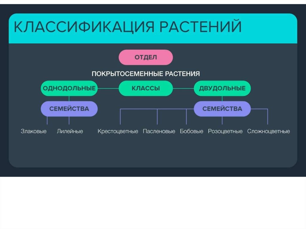 Ботаника егэ презентация