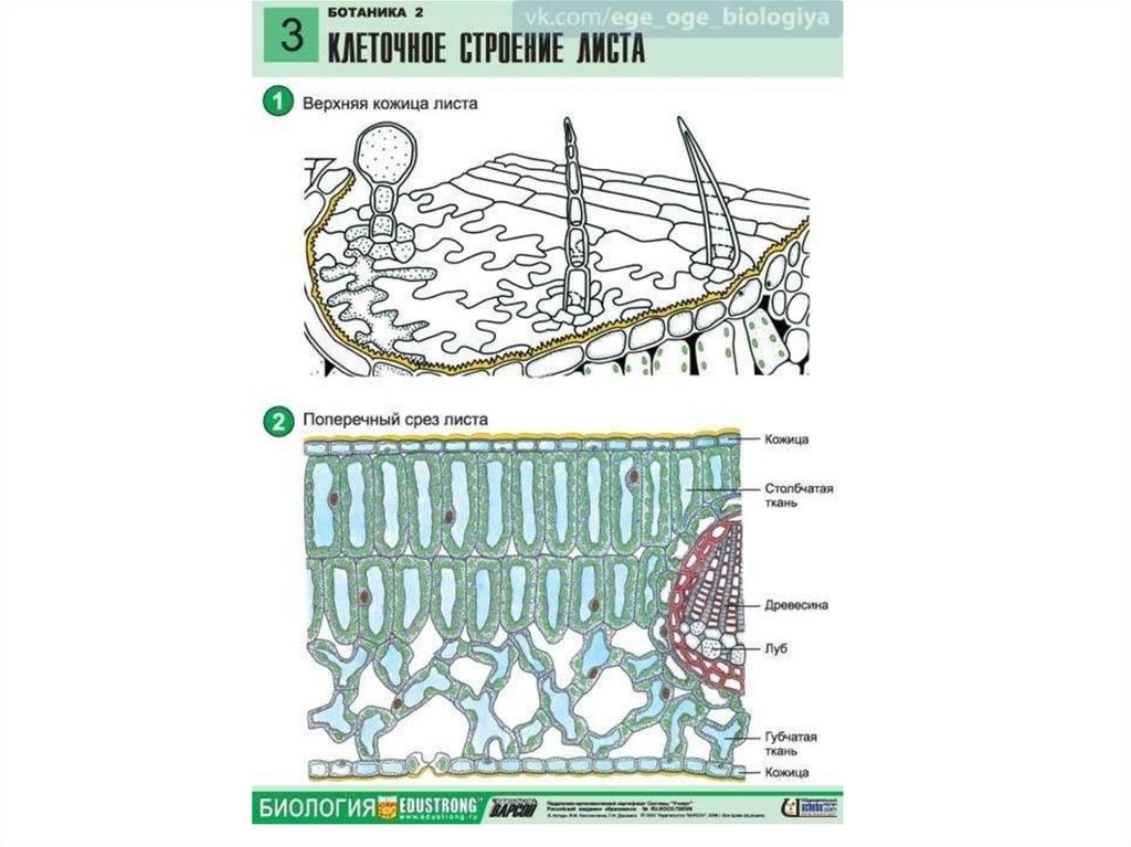 Егэ биология картинки ботаника