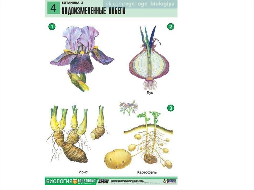 Схема по ботанике