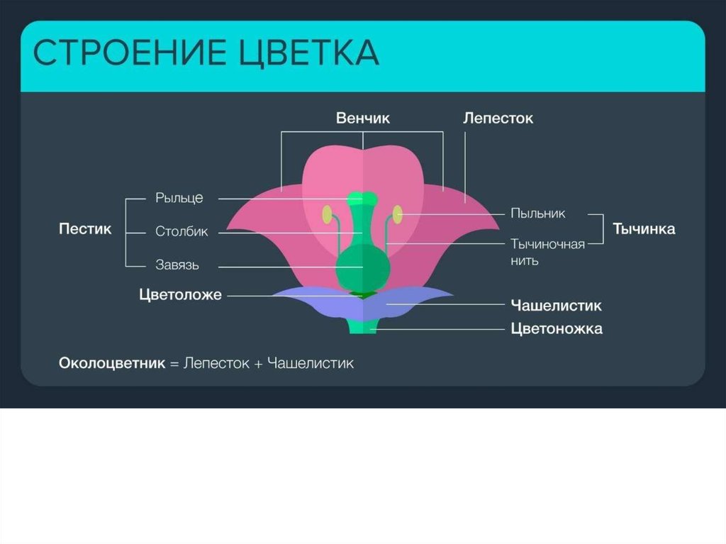 Ботаника в картинках и схемах