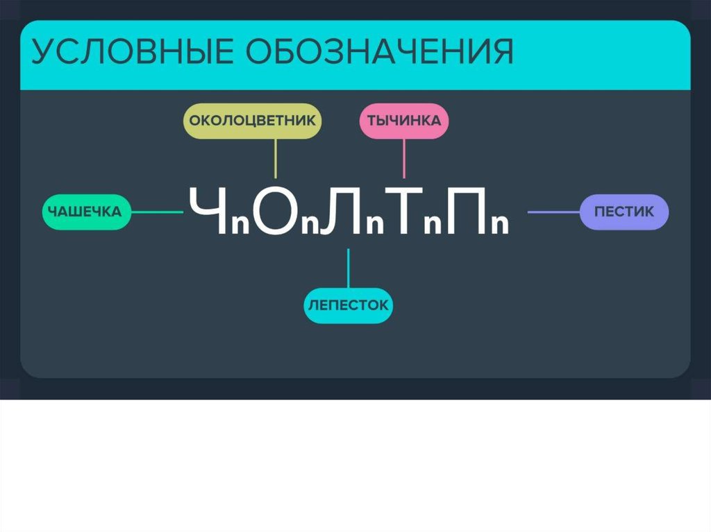 Ботаника егэ презентация