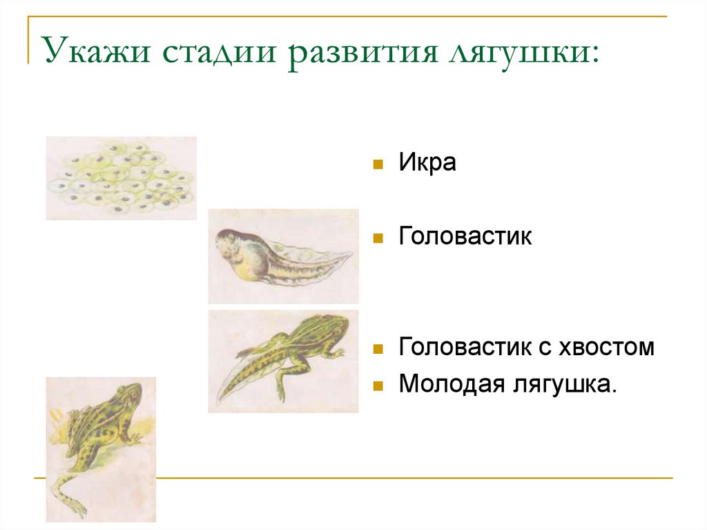 Вам следует описать по рисунку стадии развития лягушки как представителя класса земноводных