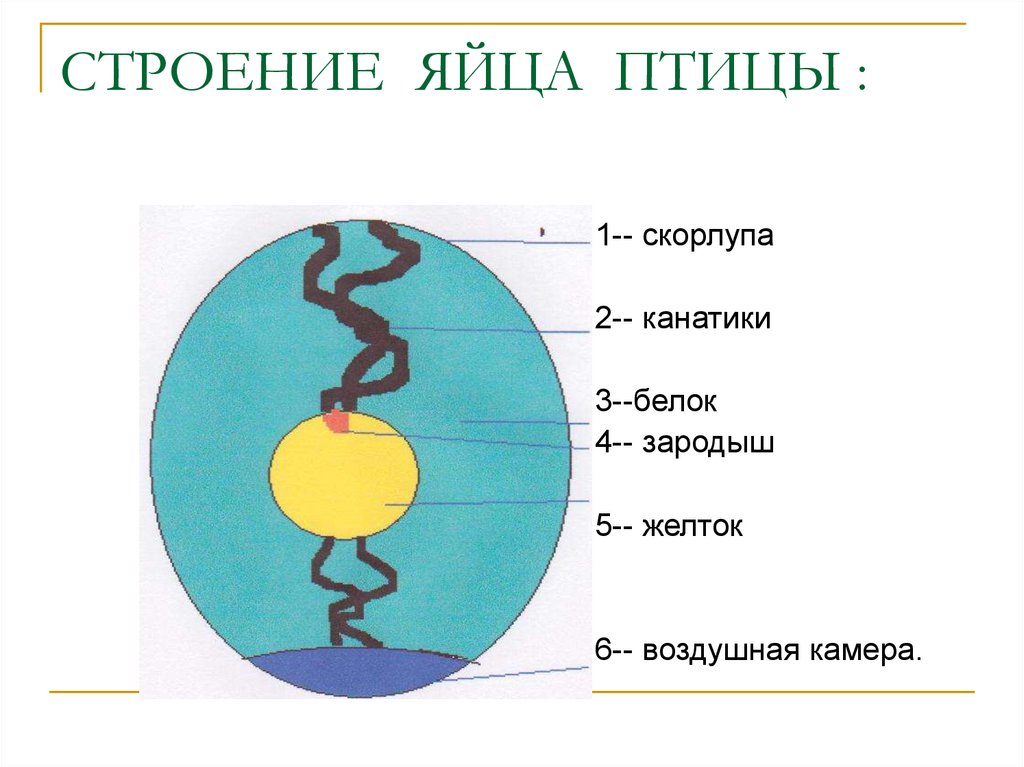 Развитие птиц схема