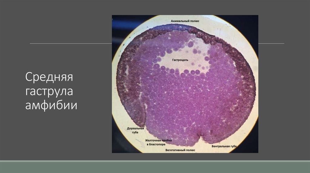 Средняя гаструла амфибии