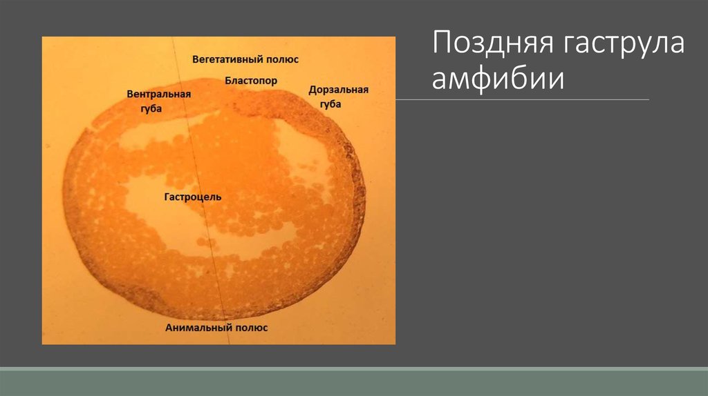 Бластула лягушки рисунок с подписями