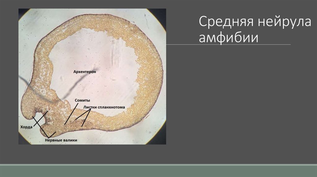 Эмбриология. Занятие 3: гаструляция - презентация онлайн