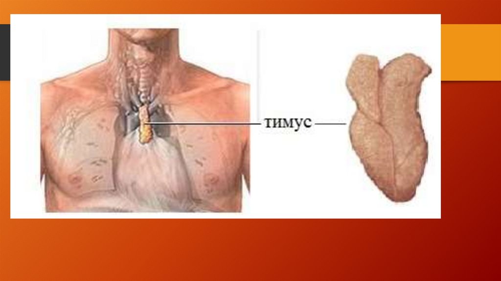 Тимус картинки для презентации