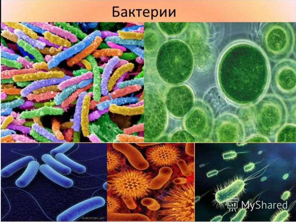 Живые бактерии название. Бактерии царство живой природы. Виды микробов. Живая природа бактерии. Виды бактерий.