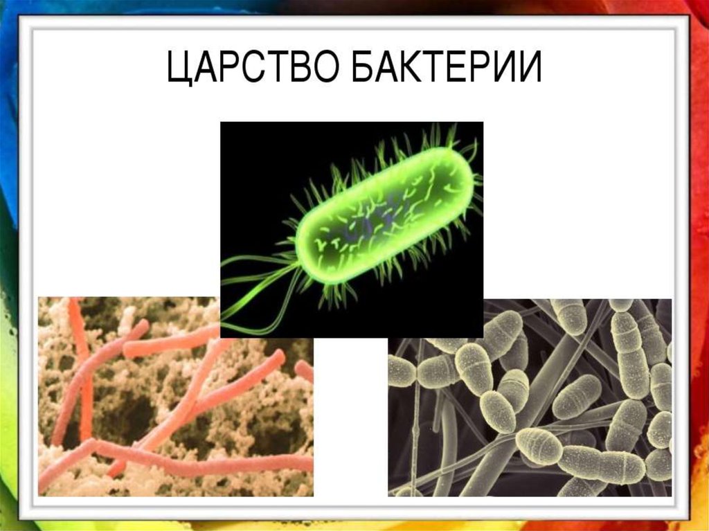 Три примера царства бактерий. Царство бактерий 5 класс биология. Биология царство живой природы бактерии. Царство живой природы 5 класс биология бактерии. Бактерии царство бактерий.