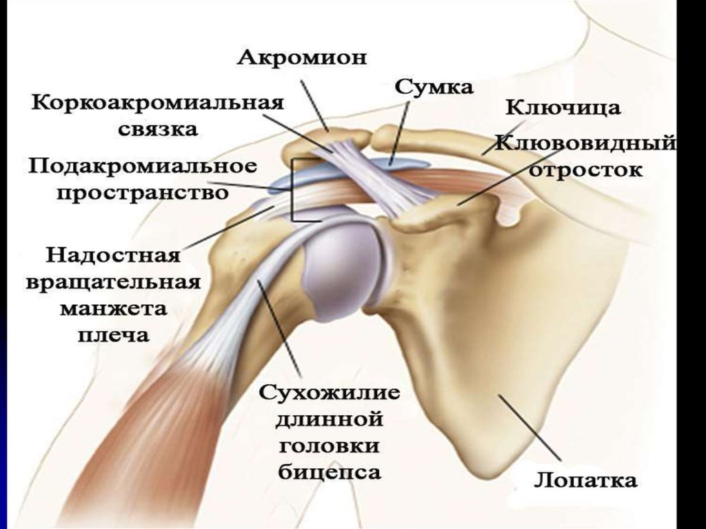 Аплодировать шпионаж распропагандировать плечо. Плечевой сустав. Заболевания плечевого сустава. Кости плечевого сустава. Акромиальный отросток ключицы.