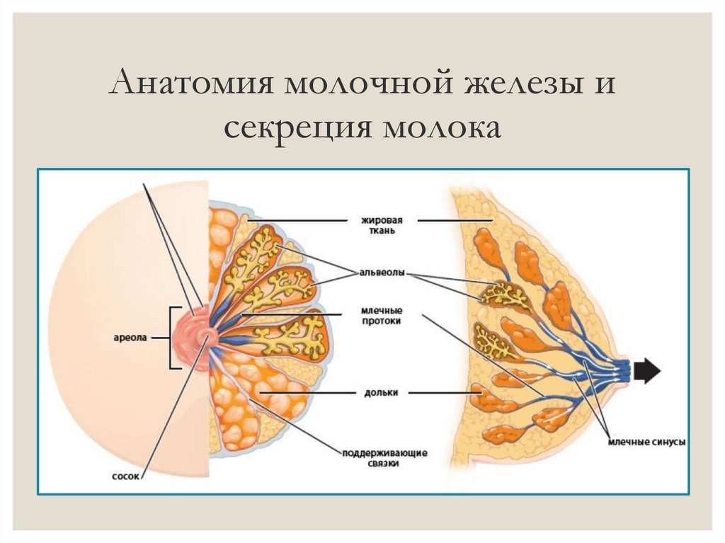 Презентация молочная железа