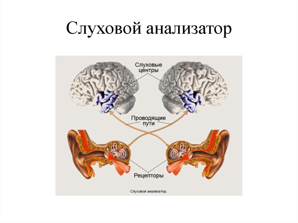 Анализаторы егэ биология презентация