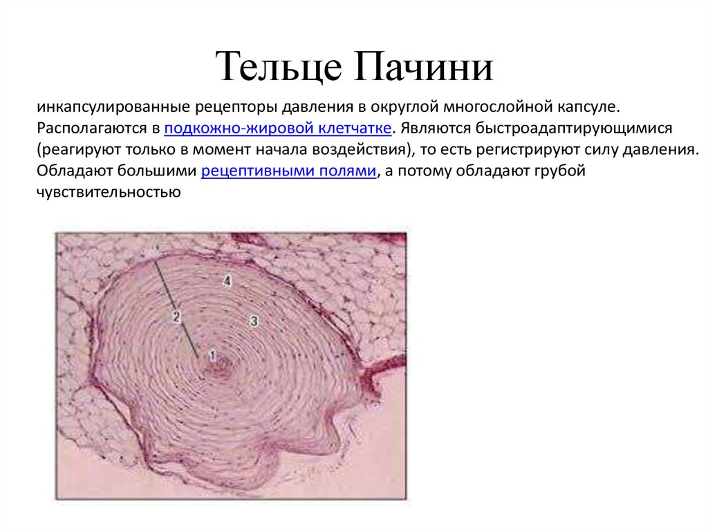 Эффект мейснера презентация