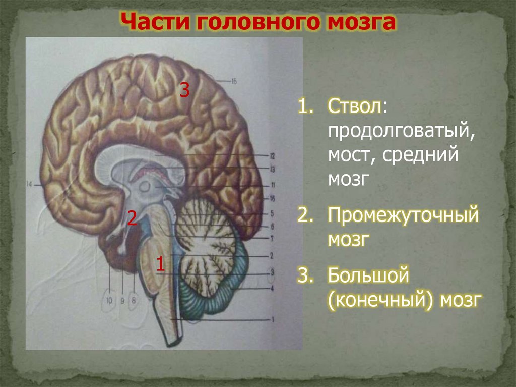 Центры моста головного мозга