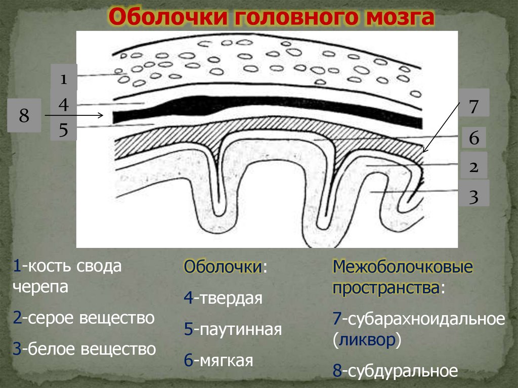 Субарахноидальное пространство. Оболочки головного мозга субарахноидальное. Оболочки и пространства головного мозга. Субарахноидальное пространство головного мозга. Оболочки головного мозга таблица.