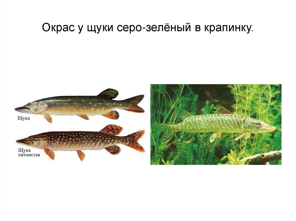 Щука рассказать