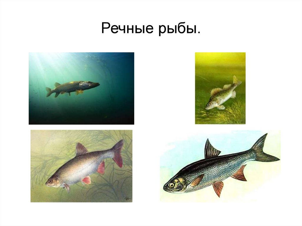 Презентация речные рыбы