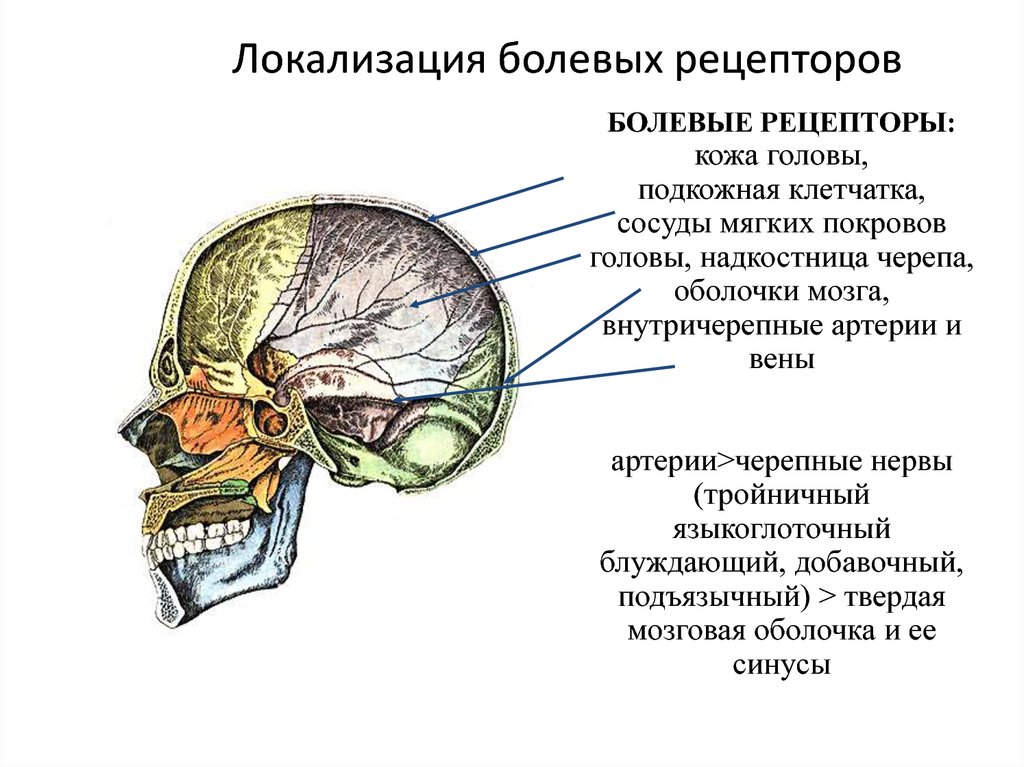 Височный нерв. Болевые рецепторы локализация. Рецепторы головного мозга. Мозг и рецепторы. Локализация ноцицептивных рецепторов.