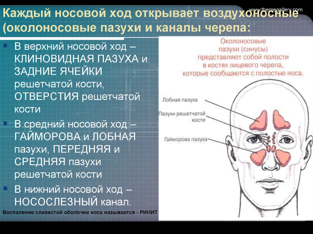 Околоносовые пазухи. Воздухоносные околоносовые пазухи. Околоносовые пазухи носа.