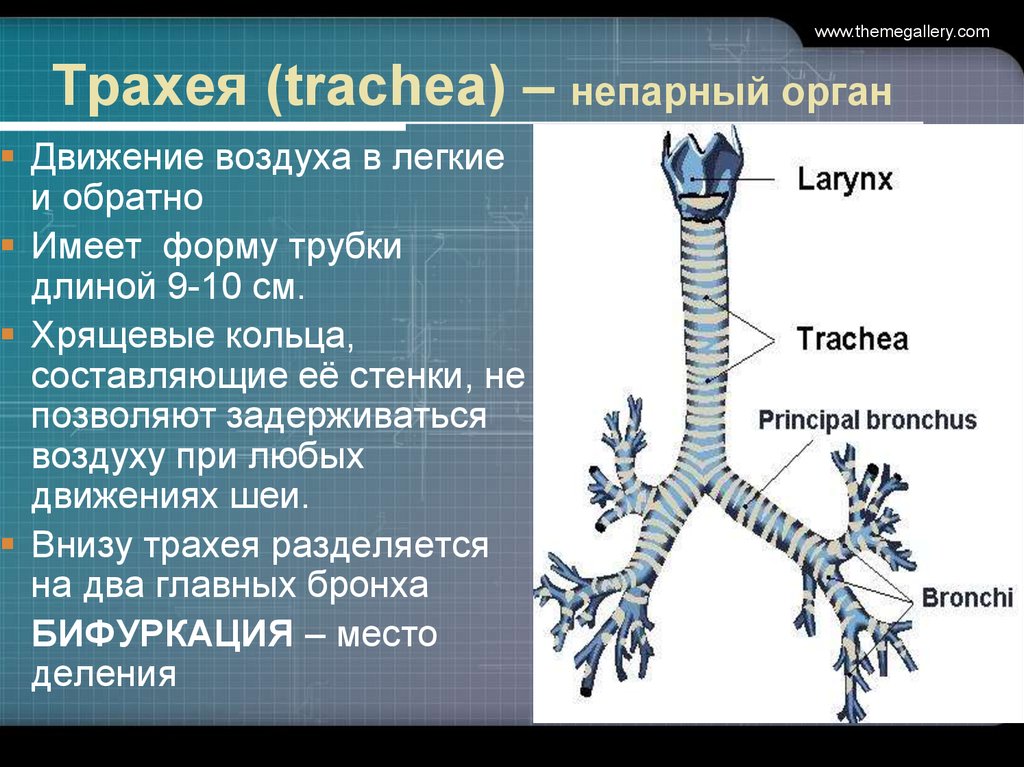 Острый трахея. Трахея. Хрящевые кольца трахеи. Скелет трахеи состоит. Трахея схема.