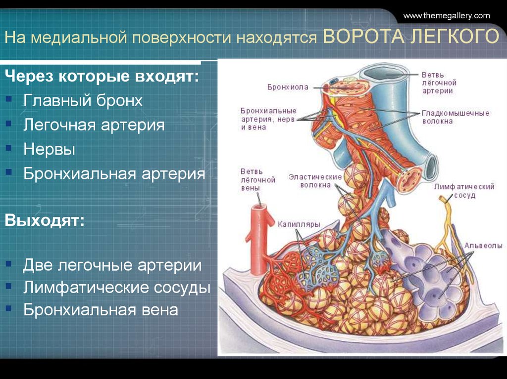 Через легкого. Бронхи лимфатические сосуды. Бронхиальные вены. Ворота легкого находятся на поверхности медиальной. Сосуды бронхов.