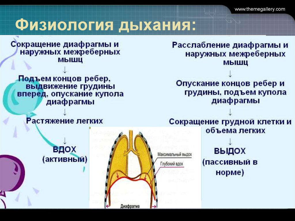 Физиология дыхания презентация