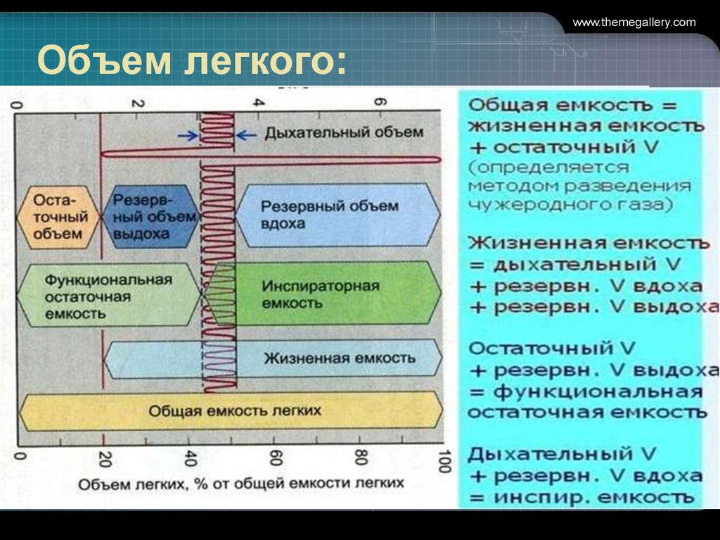 Объем легких 13 лет