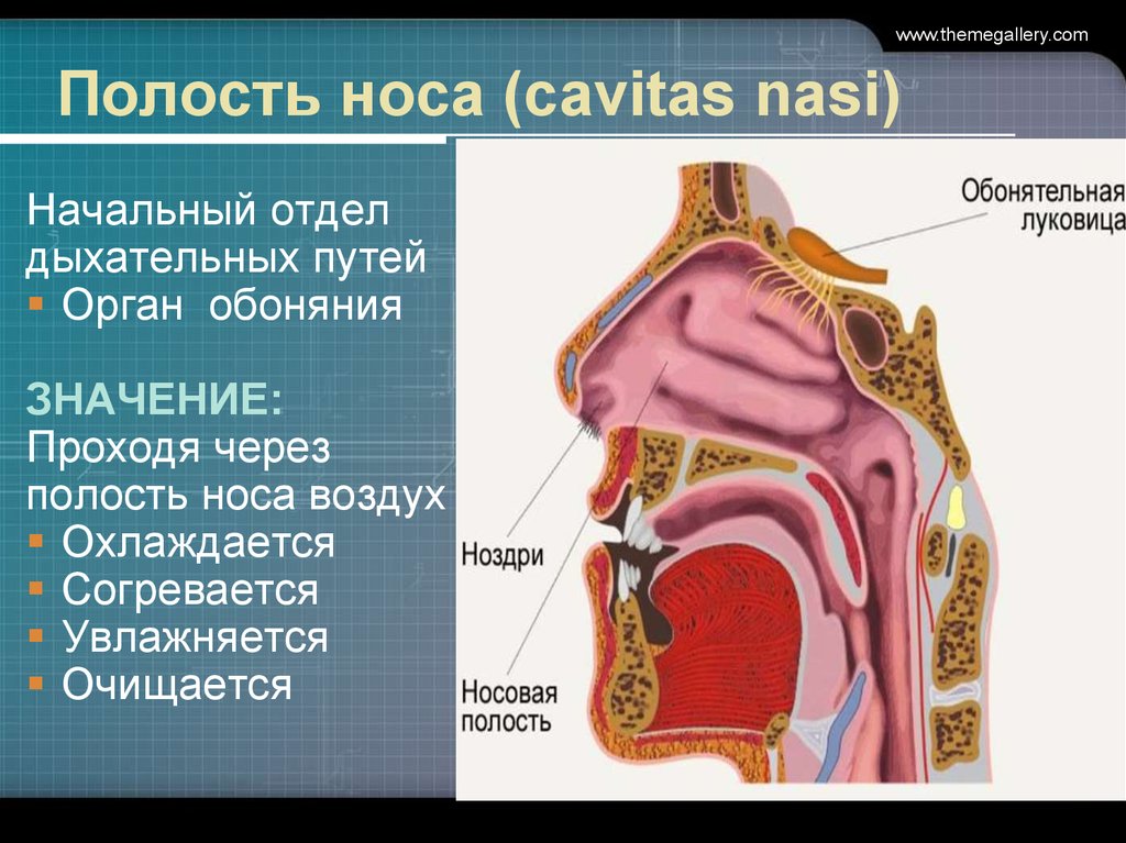 Полость через. Cavitas nasi дыхательная система. Дыхательная область носовой полости. В носовой полости воздух.