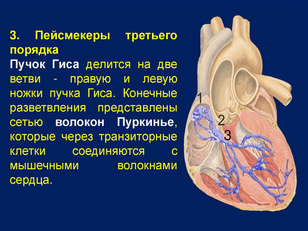 Лимфообращение