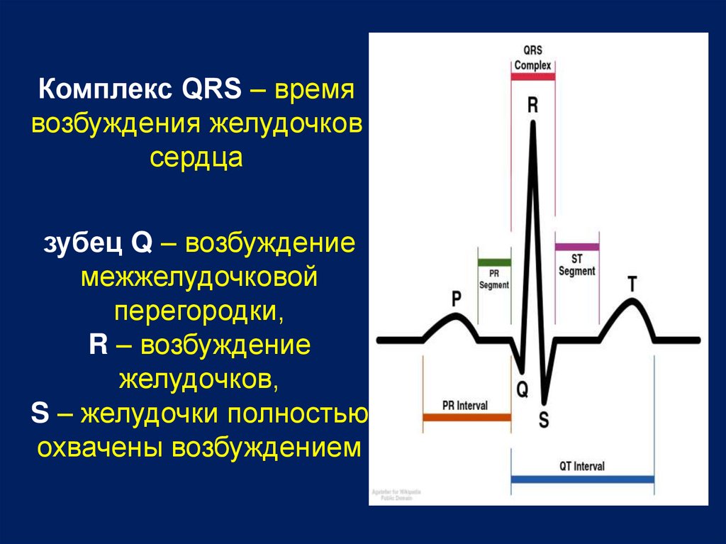 Qrs на экг что это. Комплекс зубцов QRS на ЭКГ. Отрицательный зубец р после QRS комплекса. Комплекс QRS на ЭКГ отражает. Зубец QRS на ЭКГ.
