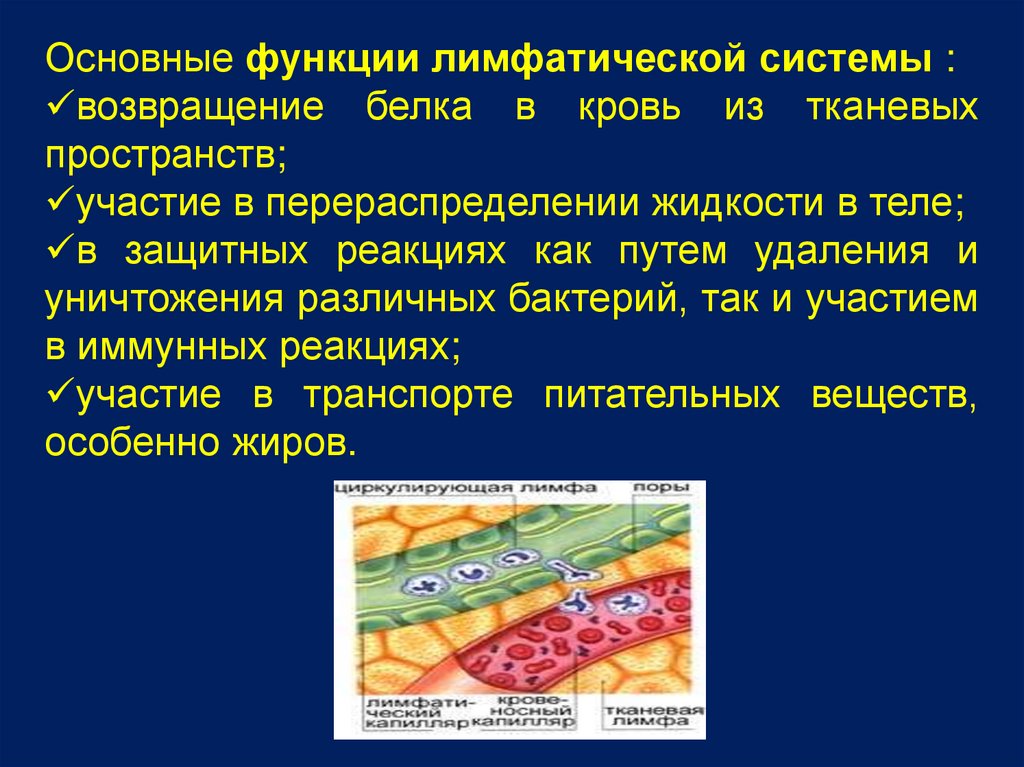 Функции лимфы. Основные функции лимфатической системы. Защитная функция лимфатической системы. Роль лимфатической системы в гемодинамике. Кровообращение и лимфообращение функции.