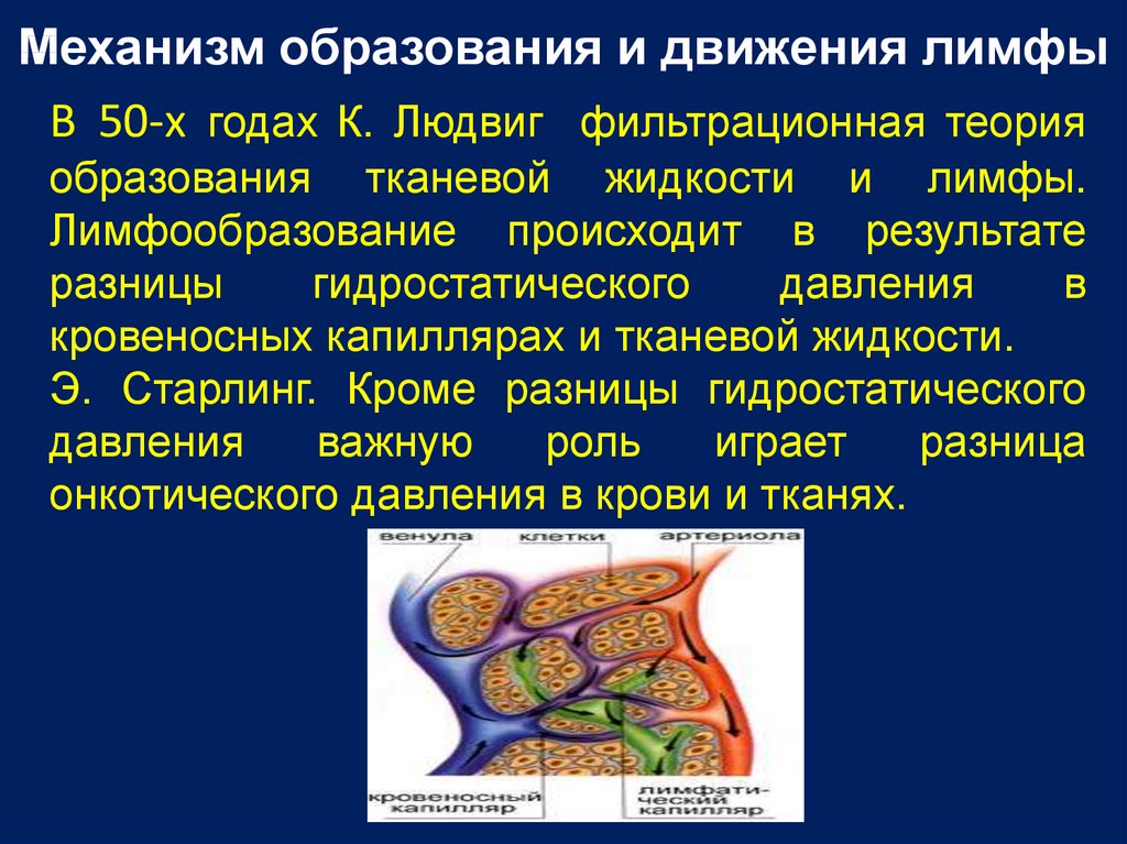 Образование жидкости. Механизм образования лимфы. Механизм образования и движения лимфы. Лимфа, механизмы ее образования. Механизм образования тканевой жидкости.